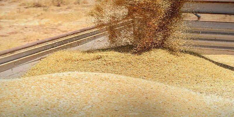 السورية للحبوب تستلم 2.2 مليون طن من القمح وتؤهل أكبر صومعة لتعزيز التخزين