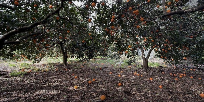 وزير الزراعة السوري يضع خطة لاستيعاب فائض الحمضيات وتطوير منظومة التمويل الزراعي