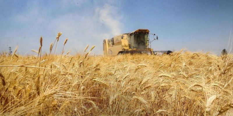 سوريا تتجاوز احتياجها السنوي من القمح باستلام 2.7 مليون طن من المزارعين