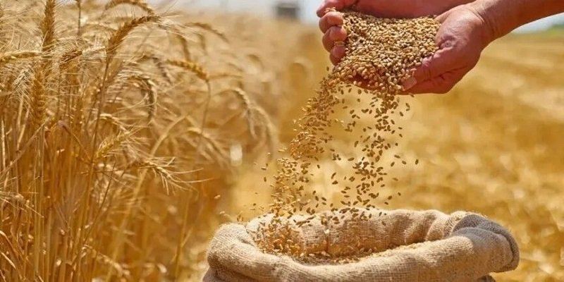 سوريا تحقق الاكتفاء الذاتي من القمح وتخزن فائض الإنتاج في موسم 2026