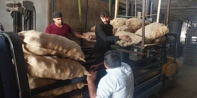 إقبال على بذار البطاطا في سوريا بعد اعتماد “البيع بالدين”