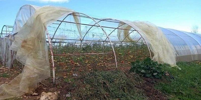 وزارة الزراعة السورية تقر تعويضات مالية لأكثر من 1700 مزارع متضرر في 4 محافظات