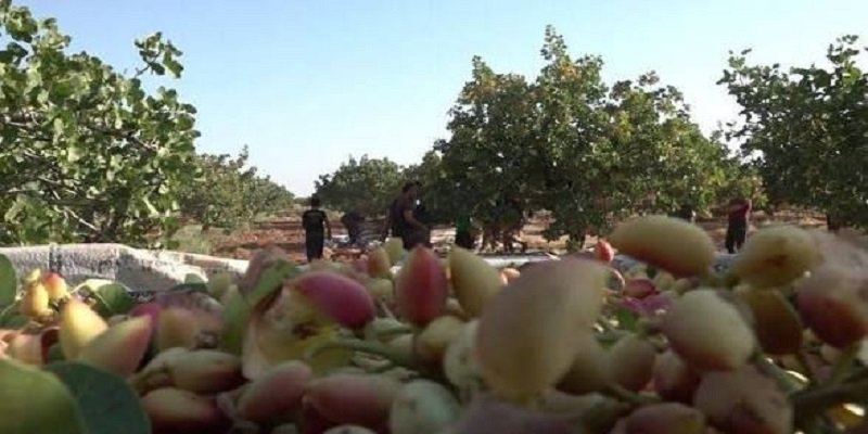 انطلاق فعاليات مهرجان الفستق الحلبي في مدينة مورك بريف حماة