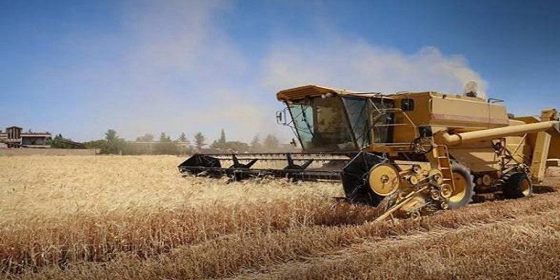 سوريا تطرح مزايدة لبيع 200 ألف طن من القمح القاسي الفائض