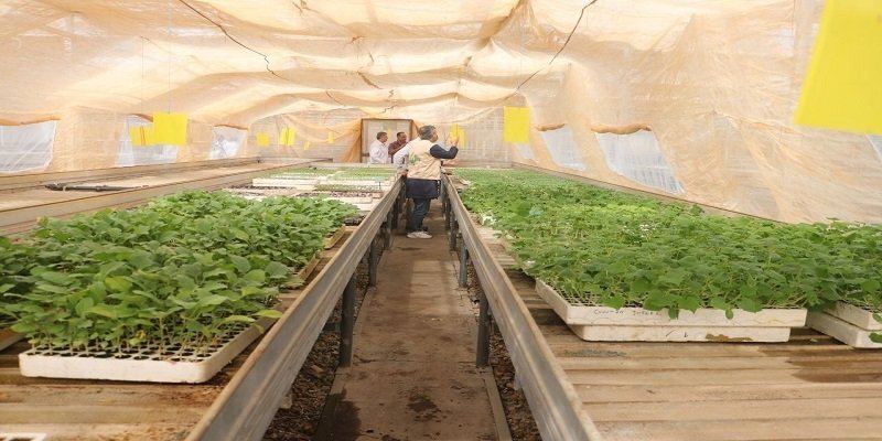 سوريا: مؤسسة إكثار البذار تخطط لإنتاج 5 ملايين شتلة خضار وطرحها بأسعار رمزية