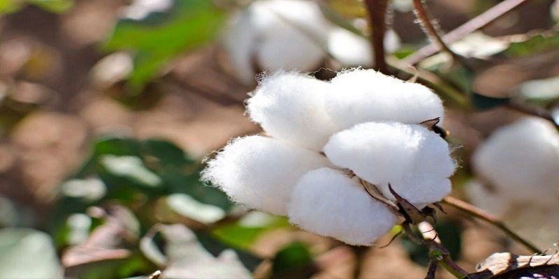 زراعة القطن في سوريا تسجل تحسناً بإنتاج متوقع يصل إلى 100 ألف طن